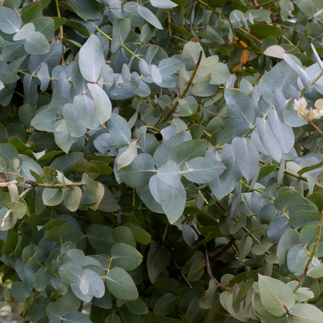 Lafontaine Clinic Eucalyptus Globulus Essential Oil
