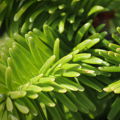 Clinique Lafontaine Balsam Fir Essential Oil